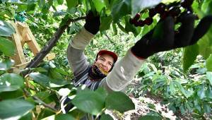 Başkan Soyer'den meyve hasadına gönüllü destek çağrısı