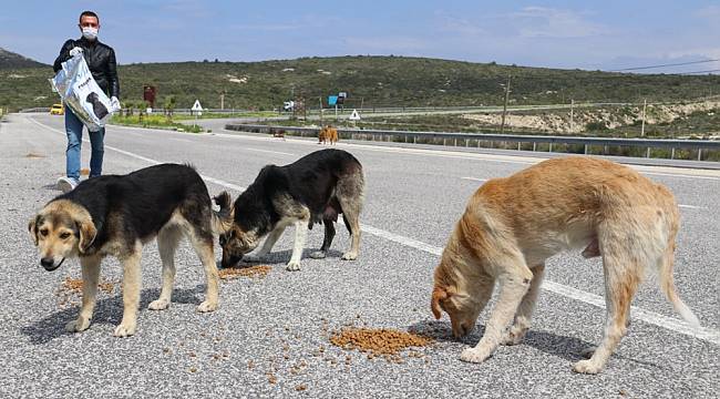 Çeşme Belediyesi sokak hayvanlarını unutmadı