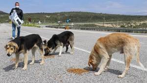 Çeşme Belediyesi sokak hayvanlarını unutmadı
