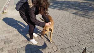 Egeliler Kampüsteki Dostlarını Yalnız Bırakmadı