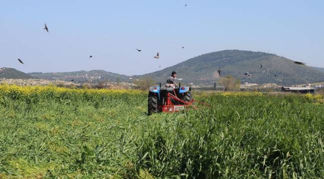 Foçalı Çiftçi Hem Ekim Hem Hasat İçin Tarlada