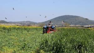 Foçalı Çiftçi Hem Ekim Hem Hasat İçin Tarlada