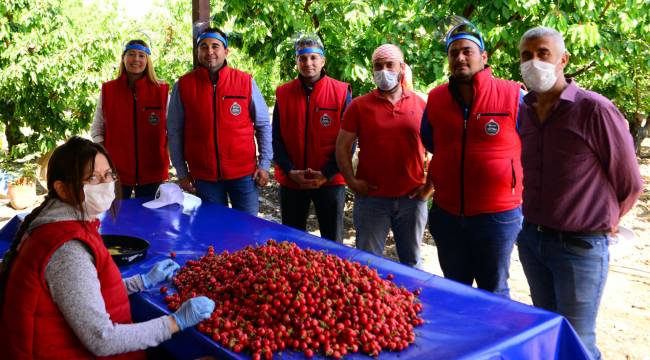  İHRACATA İLK GİDEN KİRAZ KEMALPAŞA'DAN