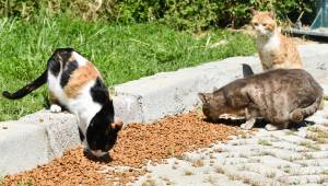  SEVİMLİ CAN DOSTLARA MAMA TAKVİYESİ