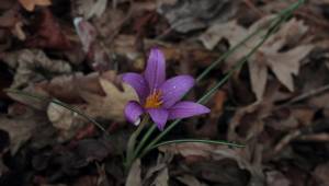 Yeni bir endemik tür: "Karacaoğlan Çiğdem"