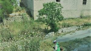 Aliağa Belediyesi yabani ot ve haşere İle mücadelerine aralıksız devam ediyor