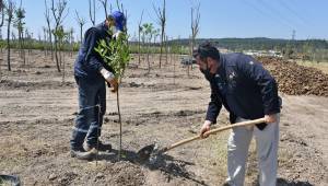 Aliağa'da tarım yeniden hayat buluyor