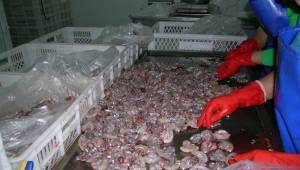 Anadolu su kurbağalarının nesli tehlike altında