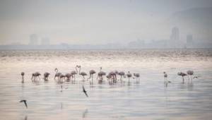Başkan Soyer Güney Gediz Deltası projesini yerinde inceledi