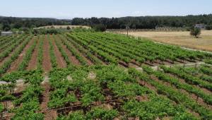Buca'nın tüm arazileri tarımsal üretime açılıyor 