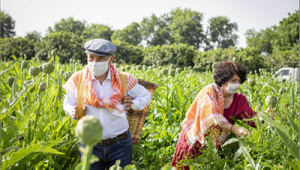 Çiftçiler Günü'nde Başkan Soyer sırtında küfeyle enginar hasadına katıldı