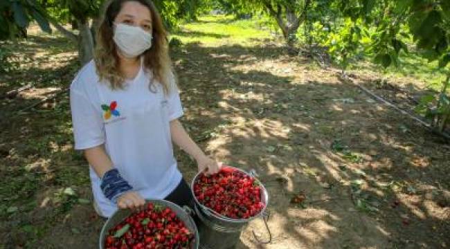 Kemalpaşa'da kiraz hasadı devam ediyor