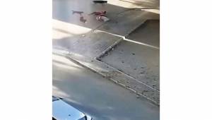 köpeğini kurtarmak için köpeklerin arasına böyle daldı