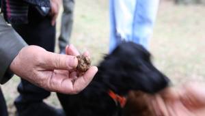 Kozak Yaylası çam fıstığından sonra trüf ile de anılacak