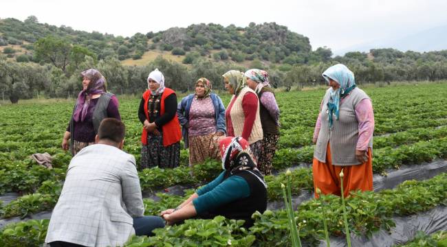 Menemen Belediyesi tıbbı bitkiler üretimine başladı