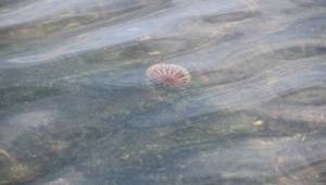 sokaklar boş kaldı, körfezde deniz canlıları gün yüzüne çıktı