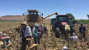 Tadım'dan Yerli Ay Çekirdeği için Çiftçiye Sürdürülebilir Üretim Desteği