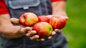 Türk kirazından sonra Türk elmasına Uzakdoğu vizesi