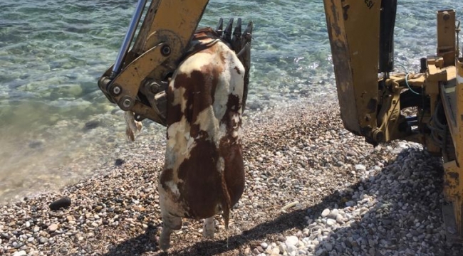 Çeşme'de sahile vuran ölü inek vatandaşları şaşırttı
