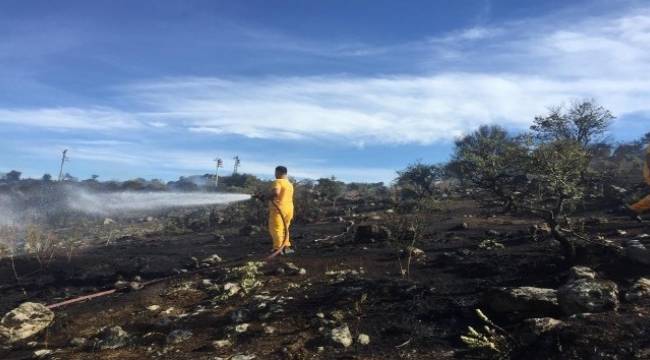 Dikili'de 1 hektarlık alan yandı