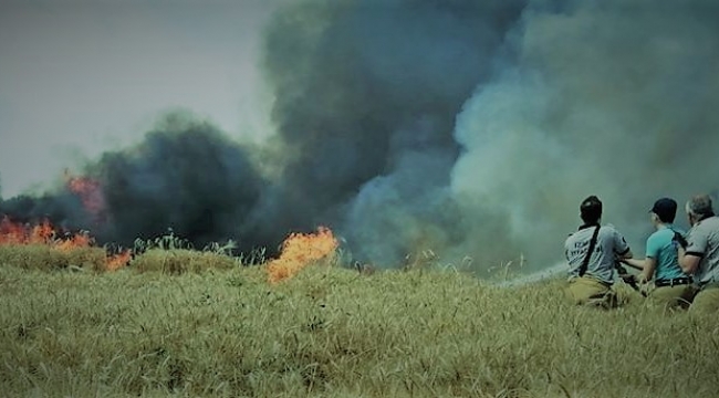 Foça'da buğday tarlası yandı