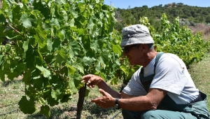 FOÇA'NIN ANTİK ÜZÜMÜ YENİDEN DOĞACAK