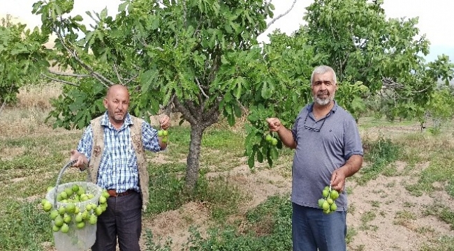 İncir ağaçlarında ilekleme dönemi