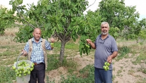 İncir ağaçlarında ilekleme dönemi