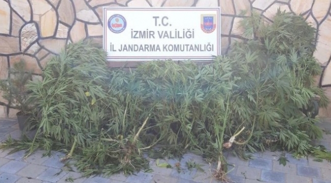 İzmir'de 108 kök kenevir bitkisi ele geçirildi