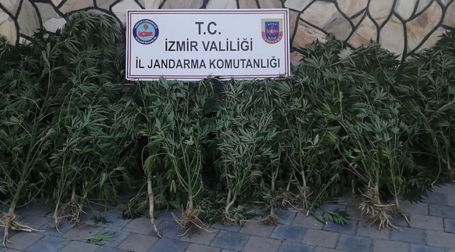 İzmir'de 2 033 kök Hint keneviri ele geçirildi