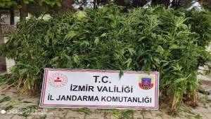 İzmir'de 757 kök hint keneviri ele geçirildi