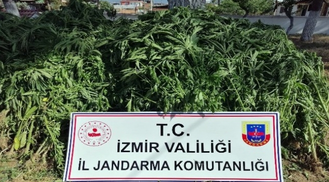 İzmir'de 875 kök kenevir bitkisi ele geçirildi