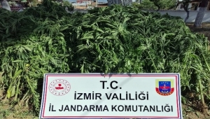 İzmir'de 875 kök kenevir bitkisi ele geçirildi