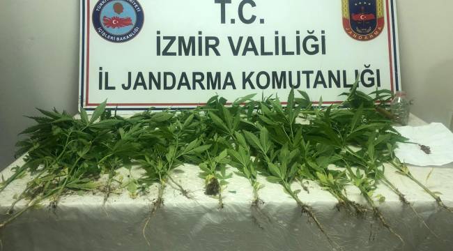 İzmir'de bir evin bahçesinde ekili hint keneviri ele geçirildi