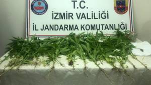 İzmir'de bir evin bahçesinde ekili hint keneviri ele geçirildi