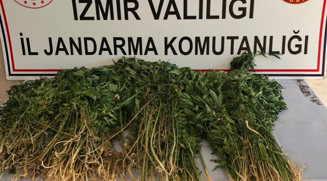 İzmir'de evin bahçesinde ekili kenevir ele geçirildi 