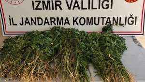 İzmir'de evin bahçesinde ekili kenevir ele geçirildi 