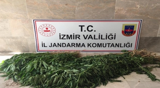 İzmir'de uyuşturucu operasyonu: 680 kök Hint keneviri ele geçirildi
