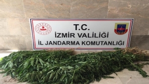 İzmir'de uyuşturucu operasyonu: 680 kök Hint keneviri ele geçirildi
