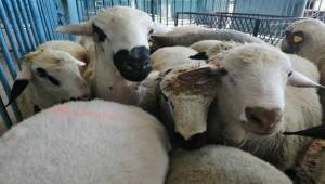 Menemen'de küçükbaş hayvan hırsızılığı yaptığı iddiasıyla 2 kişi gözaltına alındı