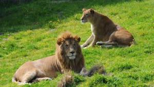 Sasalı Doğal Yaşam Parkı yeniden açılıyor