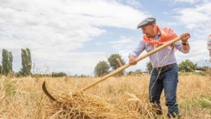 Şimdi hasat zamanı