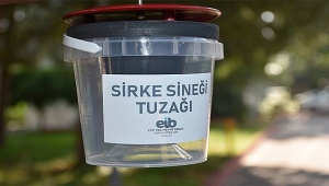 Sirke sineğine tuzaklı önlem