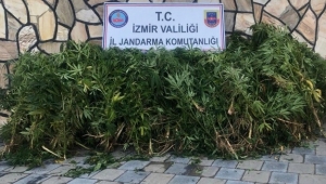 uyuşturucu operasyonu: 203 kök Hint keneviri ele geçirildi