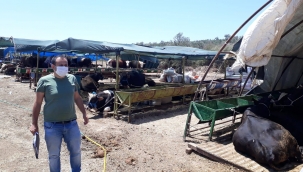 Aliağa'da Kurbanlık girişi denetimi