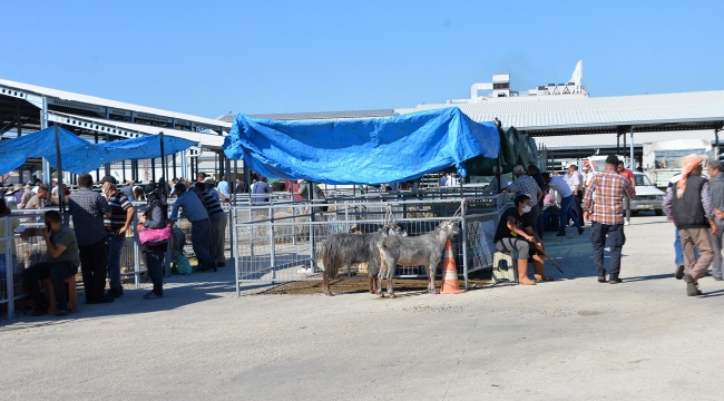 Bergama Kurban Bayramı'na hazır