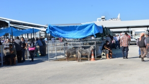 Bergama Kurban Bayramı'na hazır