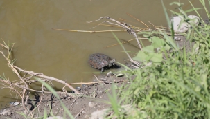 EDREMİT BELEDİYESİ SU KAPLUMBAĞLARINA HAYAT VERDİ