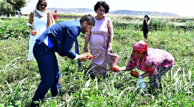 Foça Belediyesi Tarım Bahçesi'nde İlk Hasat