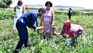 Foça Belediyesi Tarım Bahçesi'nde İlk Hasat